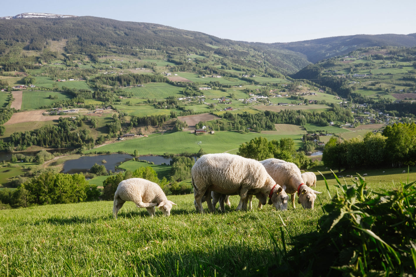 Sau i Gudbrandsdalen